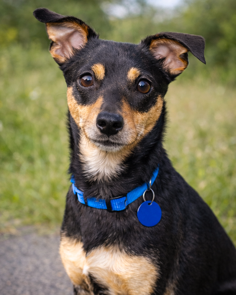 Smalls the Wonder Dog