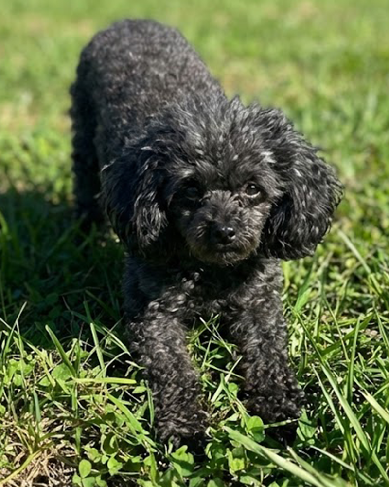 Tinkerbell the Princess